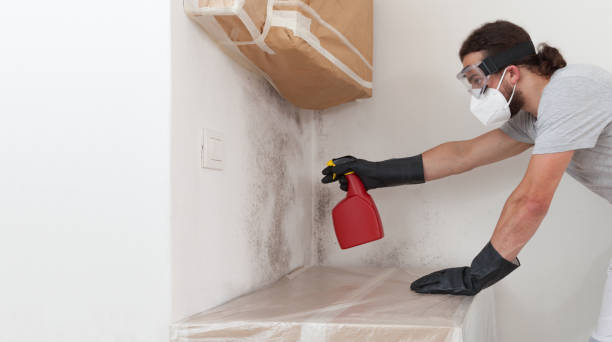 Professional Basement Mold Remediation technician working in Forest Park, IL