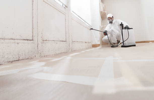 24/7 Emergency Basement Mold Remediation experts in Forest Park, IL