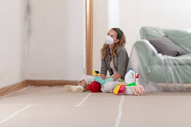 Reliable Basement Mold Remediation contractor in Forest Park, IL by WQB Mold Removal